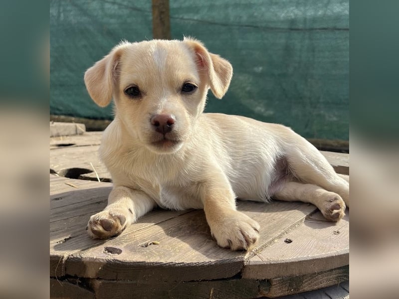 Bix ein winziger freundlicher Welpenbub