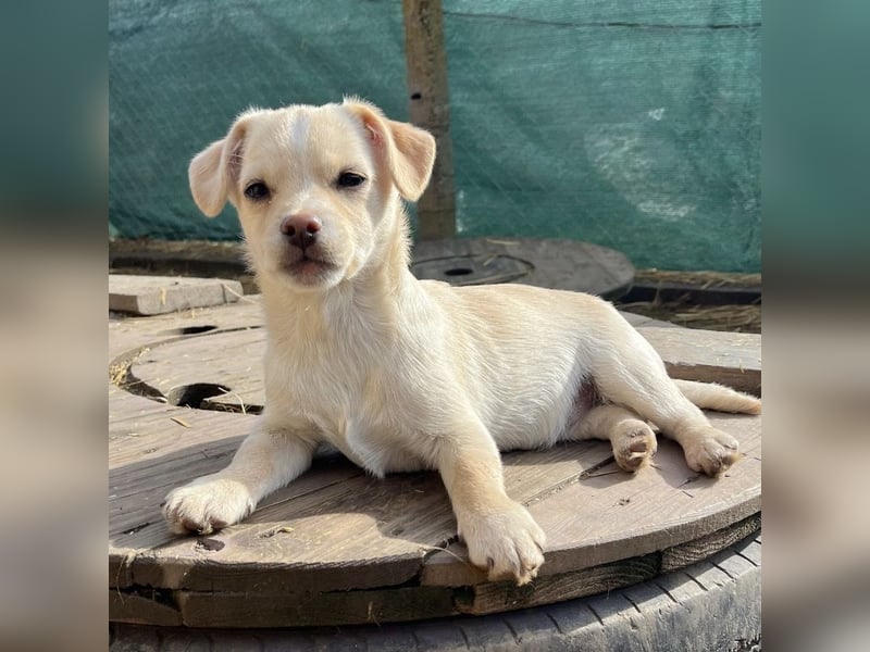 Bix ein winziger freundlicher Welpenbub