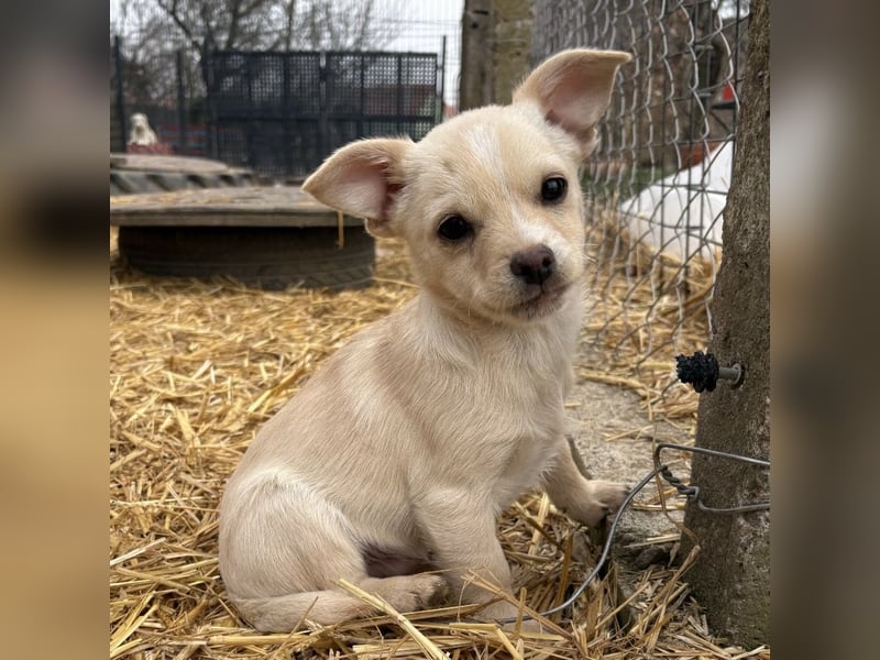 Bix ein winziger freundlicher Welpenbub