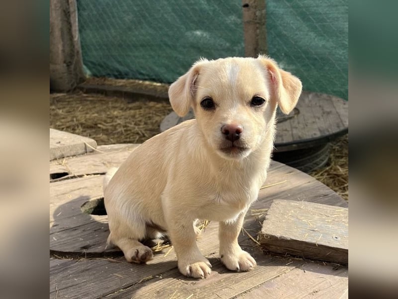 Bix ein winziger freundlicher Welpenbub