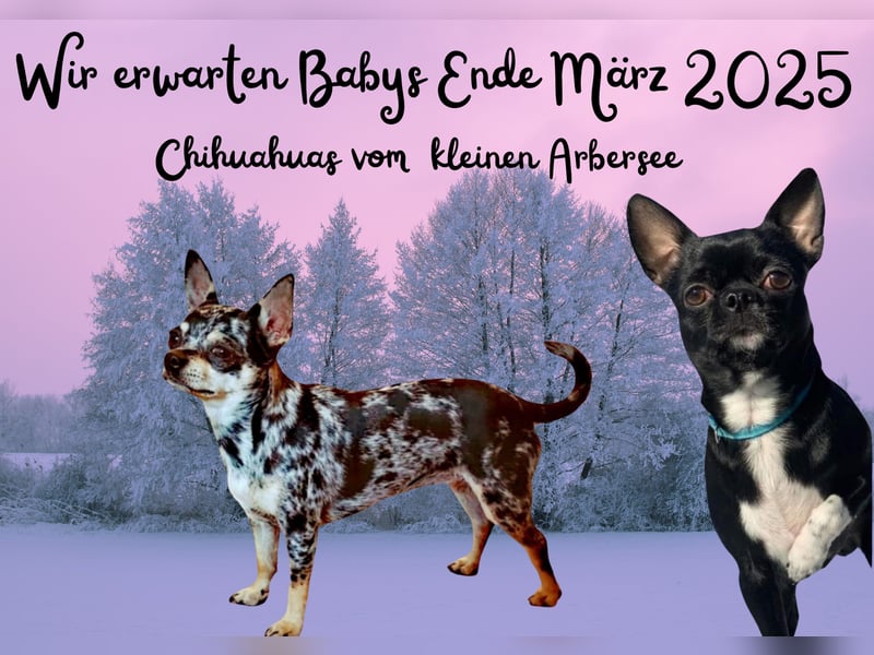 Wurfankündigung Chihuahua aus Premiumzucht