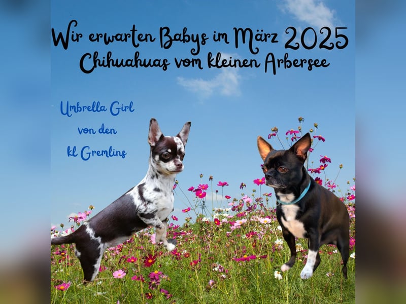 Wurfankündigung Chihuahua aus Premiumzucht