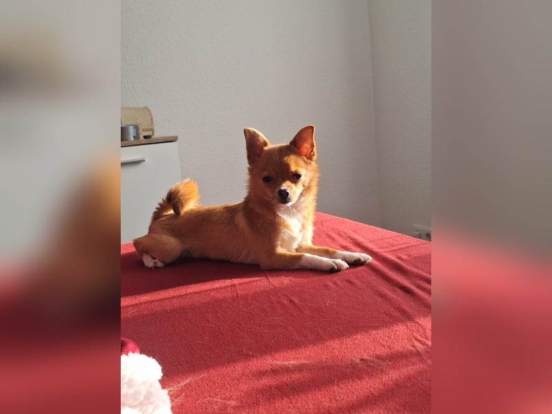 Pomchi Welpen