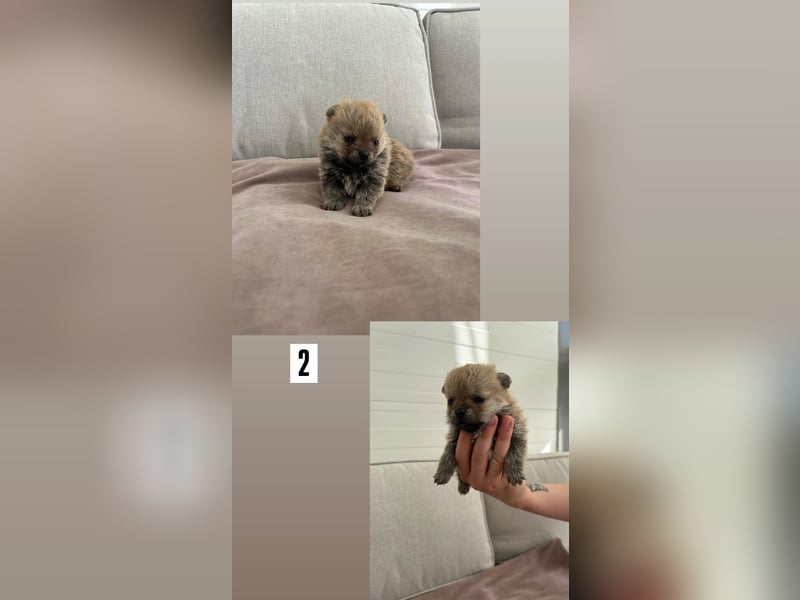 Pomchi Welpen