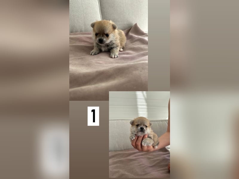 Pomchi Welpen