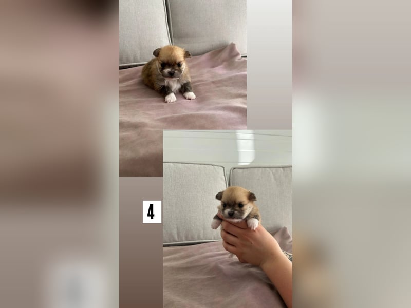 Pomchi Welpen
