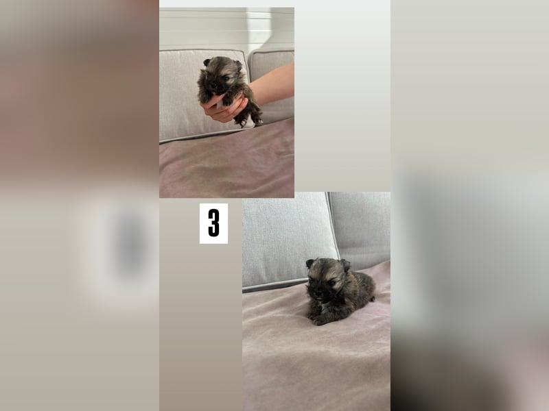 Pomchi Welpen