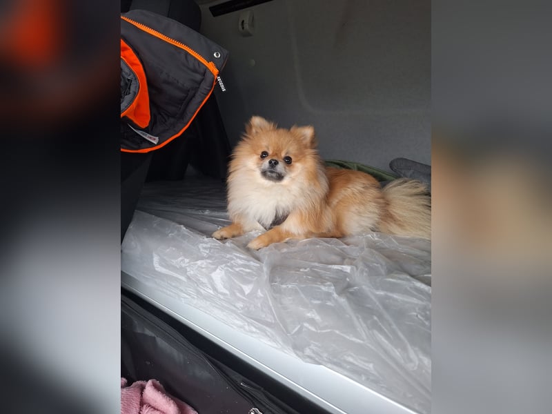 Pomchi Welpen