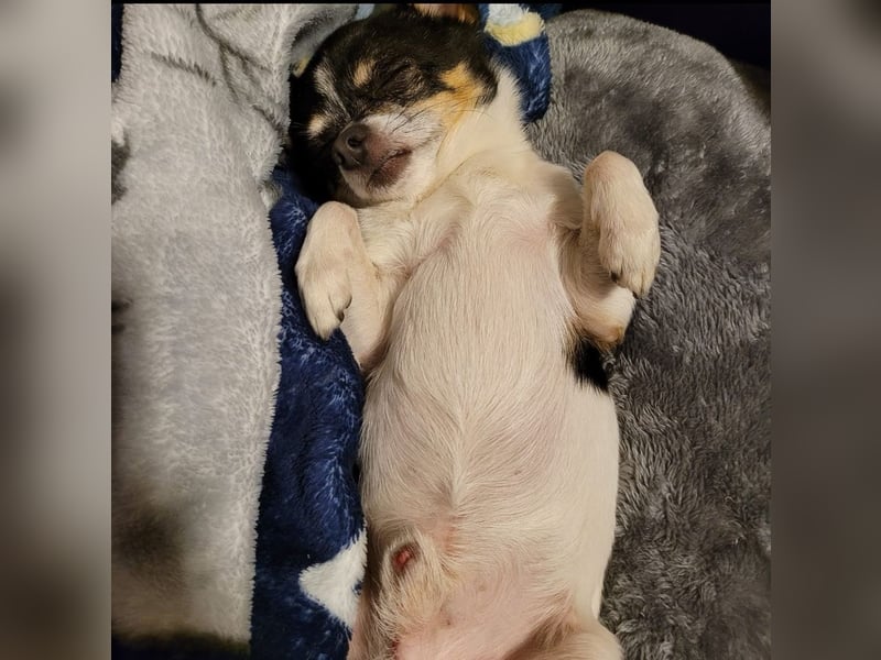 Süßer Chihuahua Deckrüde