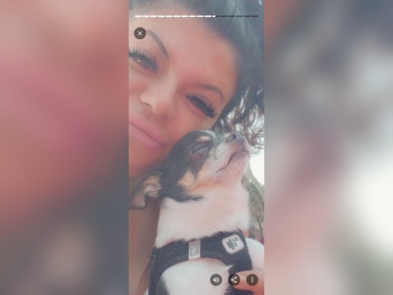 Süßer Chihuahua Deckrüde