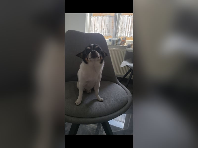 Süßer Chihuahua Deckrüde