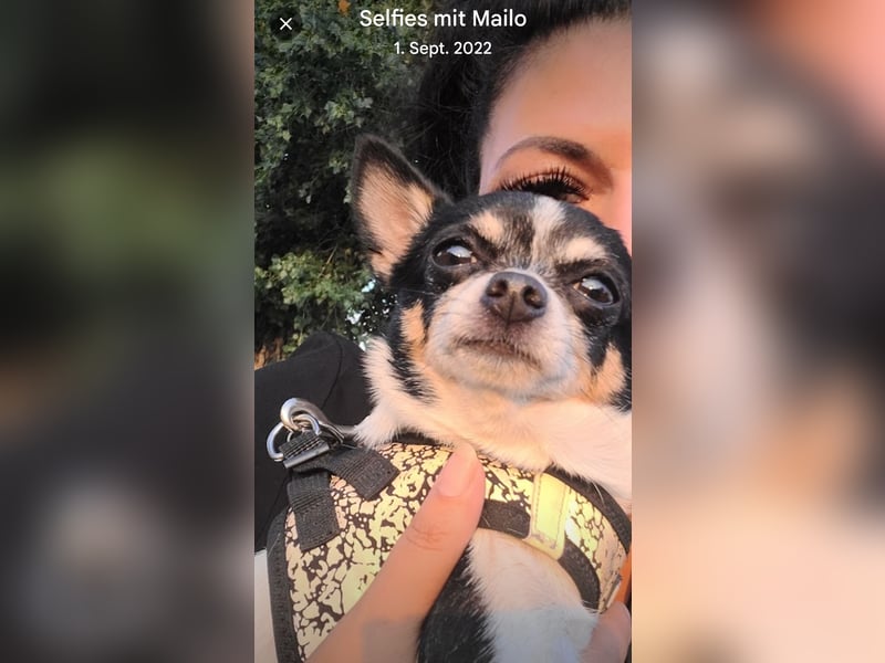 Süßer Chihuahua Deckrüde