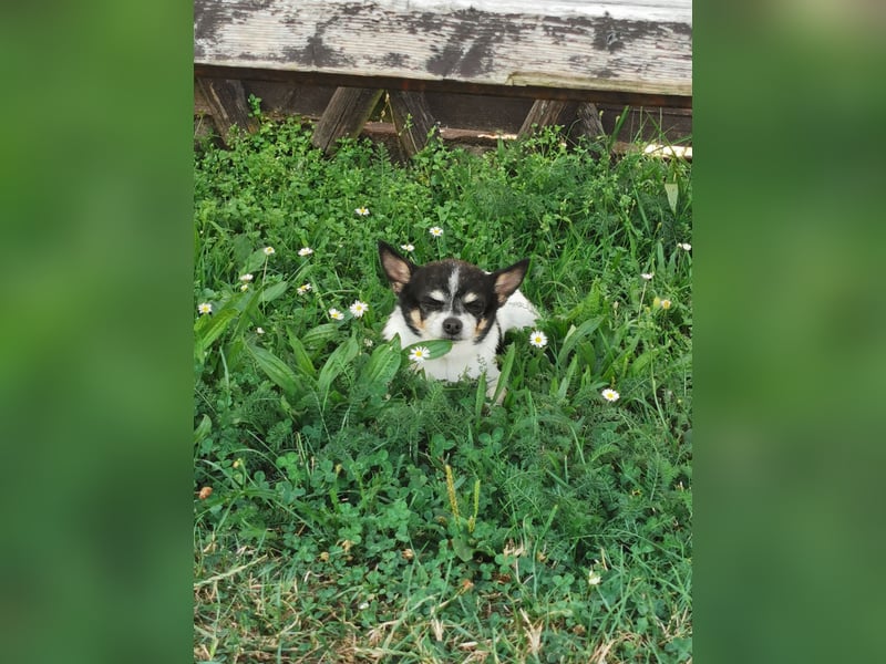 Süßer Chihuahua Deckrüde
