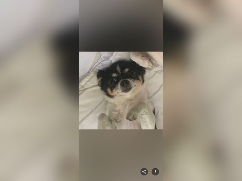Süßer Chihuahua Deckrüde