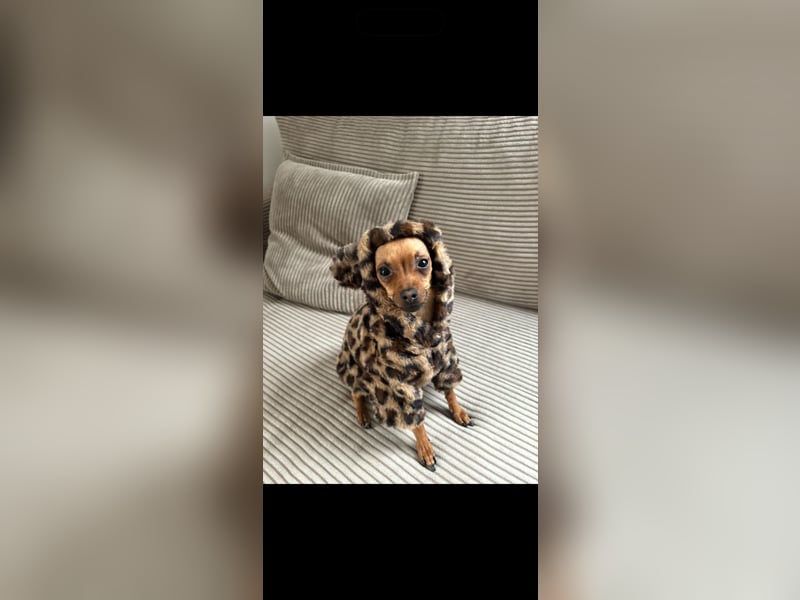 Chihuahua / Zwergpinscher Rüde