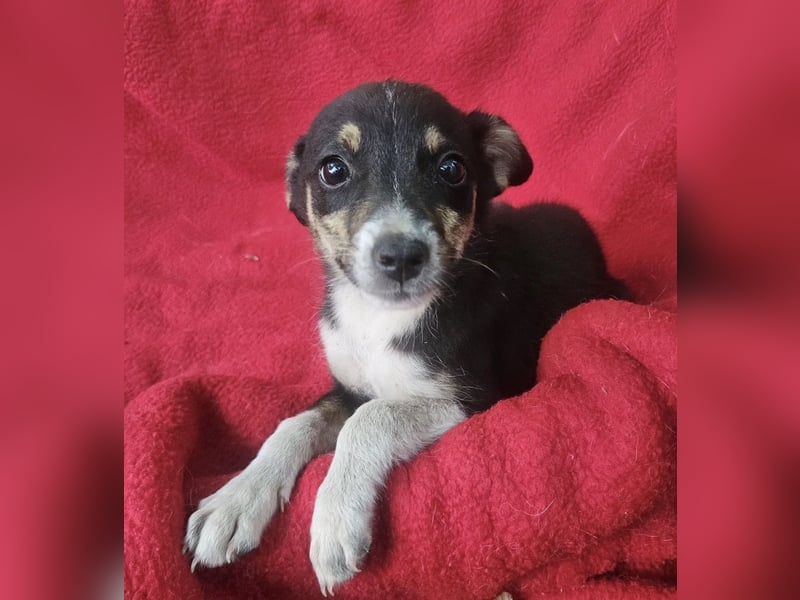 Jessie - freundlicher Winzling