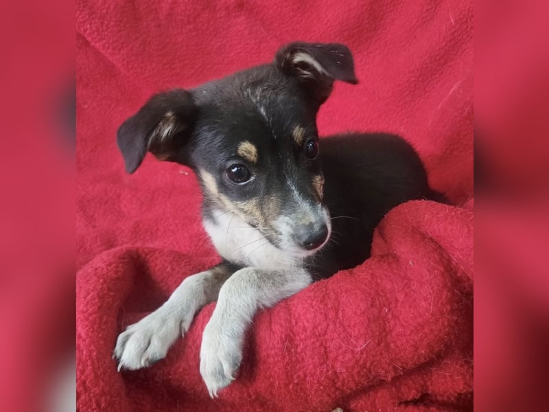 Jessie - freundlicher Winzling