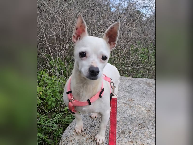 Mimmo und Mimma: Seniorenpärchen will zusammen bleiben