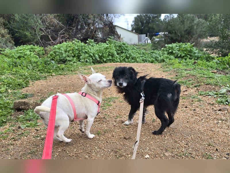 Mimmo und Mimma: Seniorenpärchen will zusammen bleiben