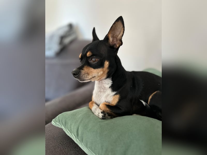 Yoshi sucht ein neues Zuhause
