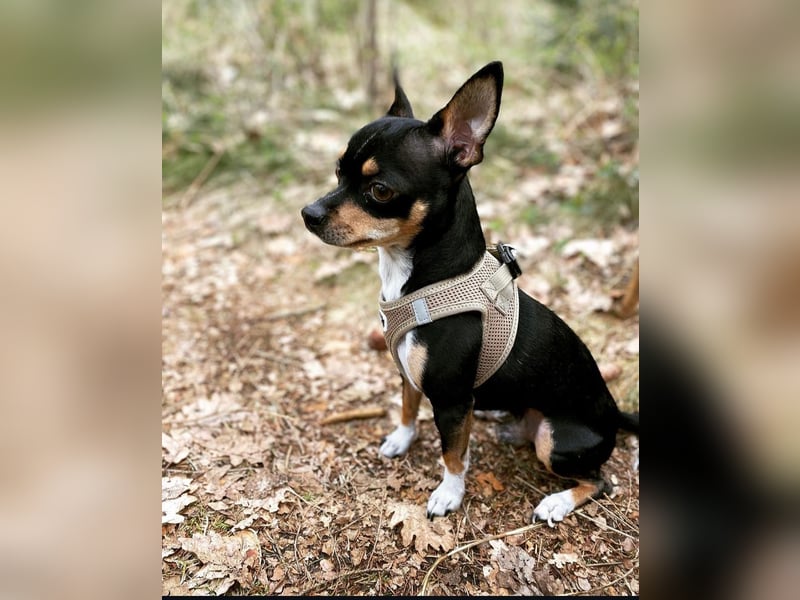 Yoshi sucht ein neues Zuhause