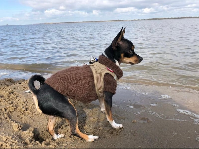 Yoshi sucht ein neues Zuhause