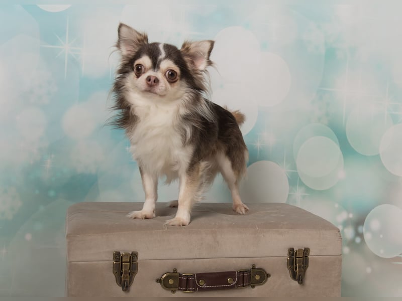 Wurfankündigung Chihuahua Welpen