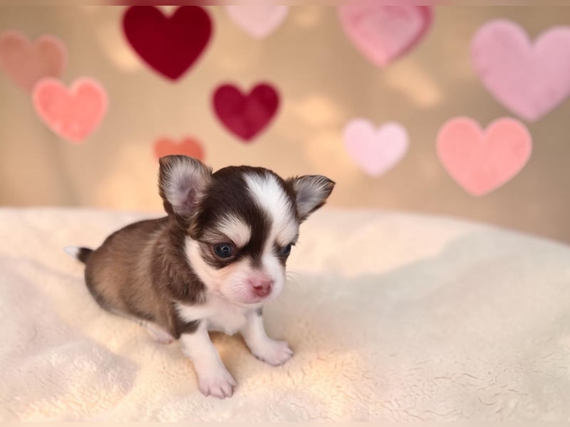 Traumhafter Chihuahua Wurf aus seriöser Zucht