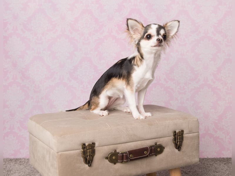 Traumhafter Chihuahua Wurf aus seriöser Zucht