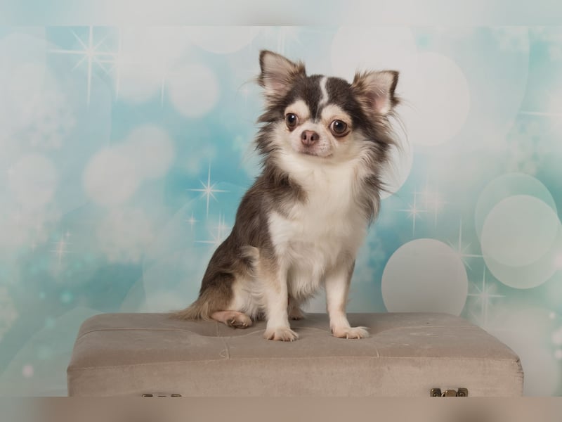 Traumhafter Chihuahua Wurf aus seriöser Zucht