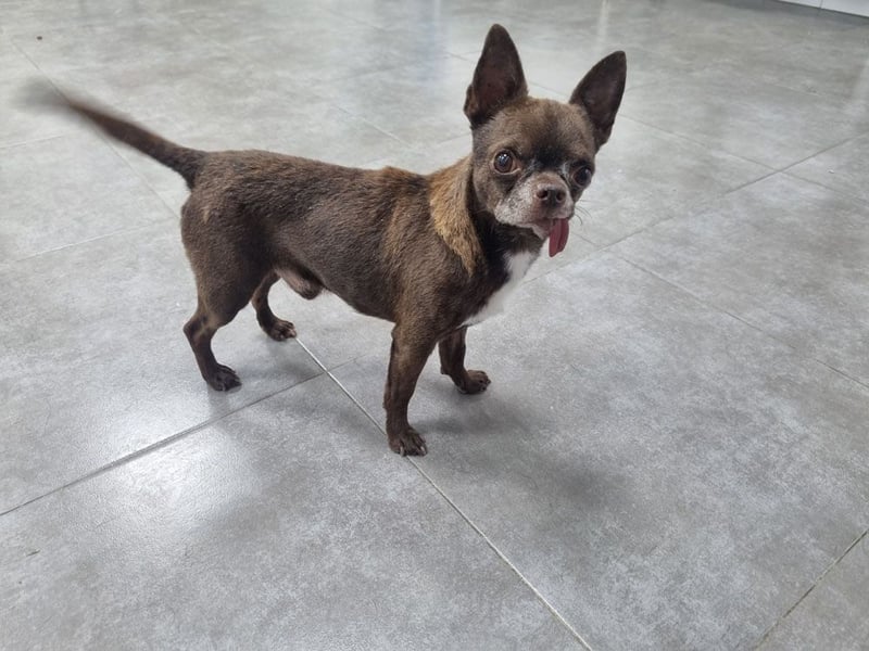 ESPARTACO sucht sehnsüchtig sein liebevolles "Für-immer-Zuhause"