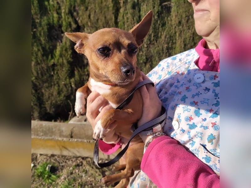 JULIE- läuft gut an der Leine, sucht ein warmherzige, liebevolles Zuhause