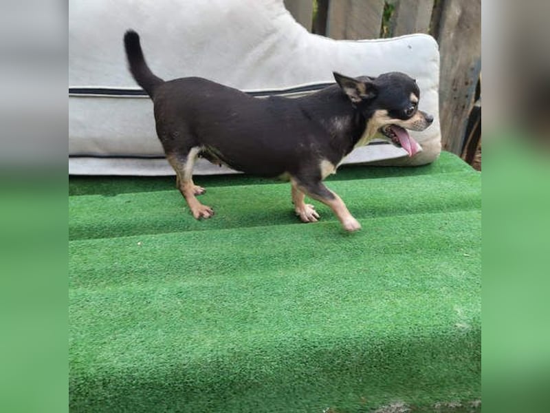 PEPA-sehr sozial, unternehmungslustig, liebt Mensch und Hund,-sucht ihr liebevolles Zuhause