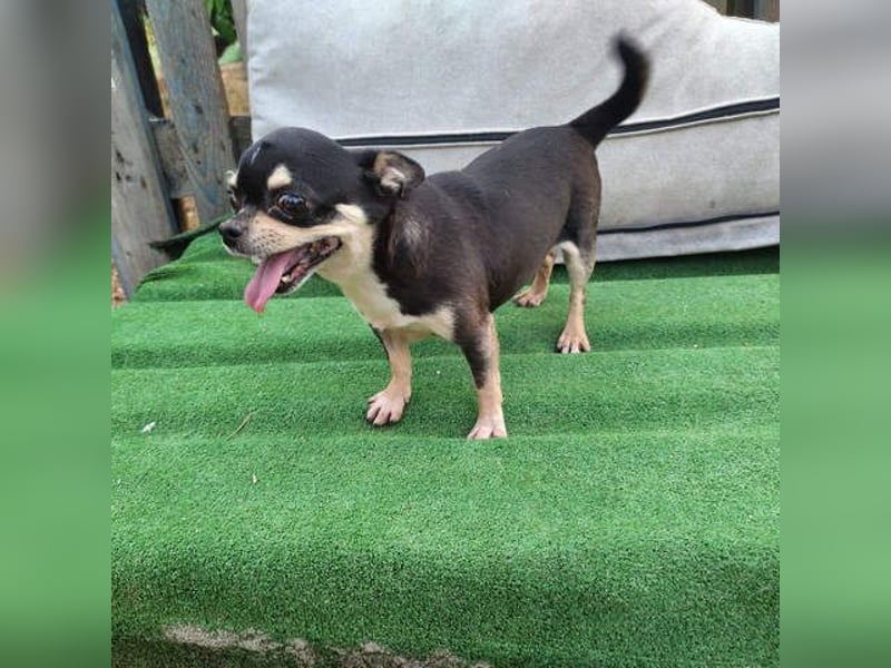 PEPA-sehr sozial, unternehmungslustig, liebt Mensch und Hund,-sucht ihr liebevolles Zuhause