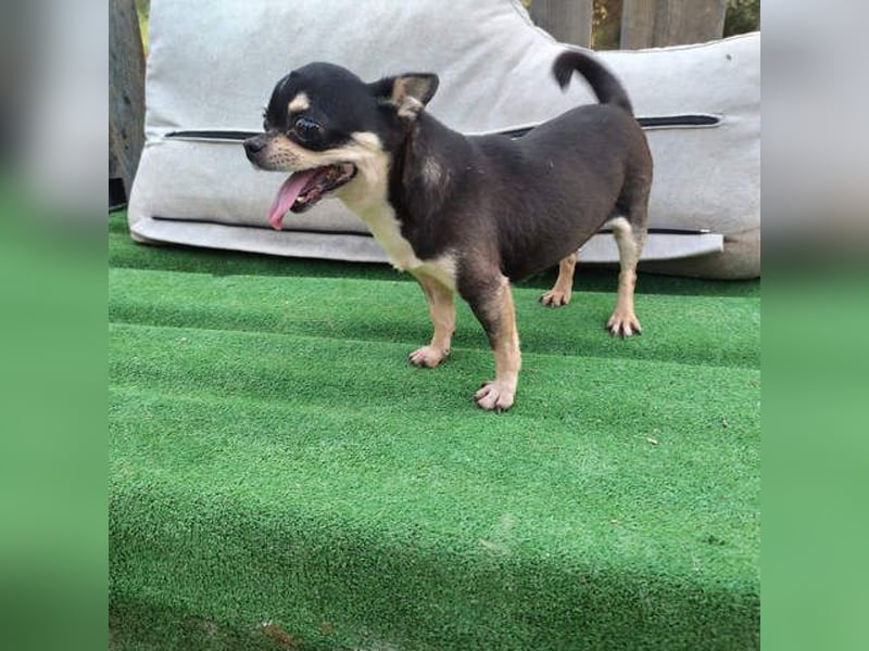 PEPA-sehr sozial, unternehmungslustig, liebt Mensch und Hund,-sucht ihr liebevolles Zuhause