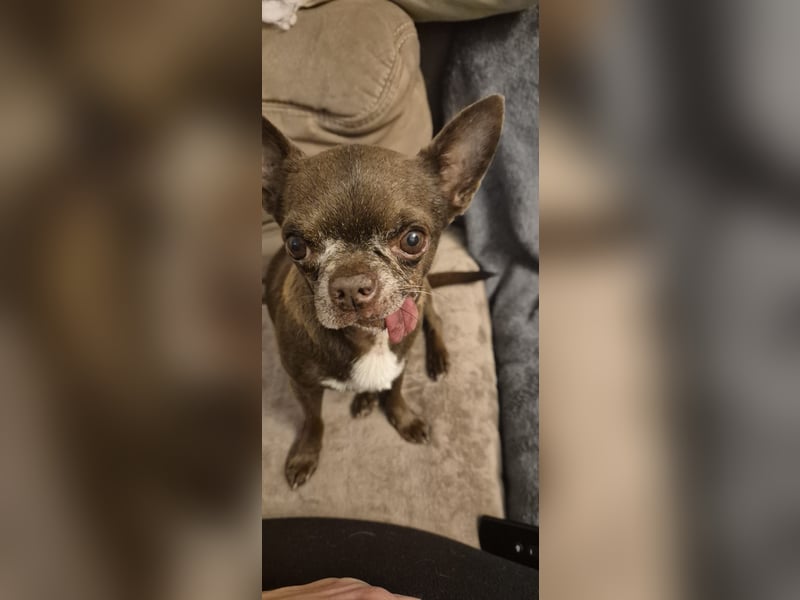 ESPARTACO sucht sehnsüchtig sein liebevolles "Für-immer-Zuhause"