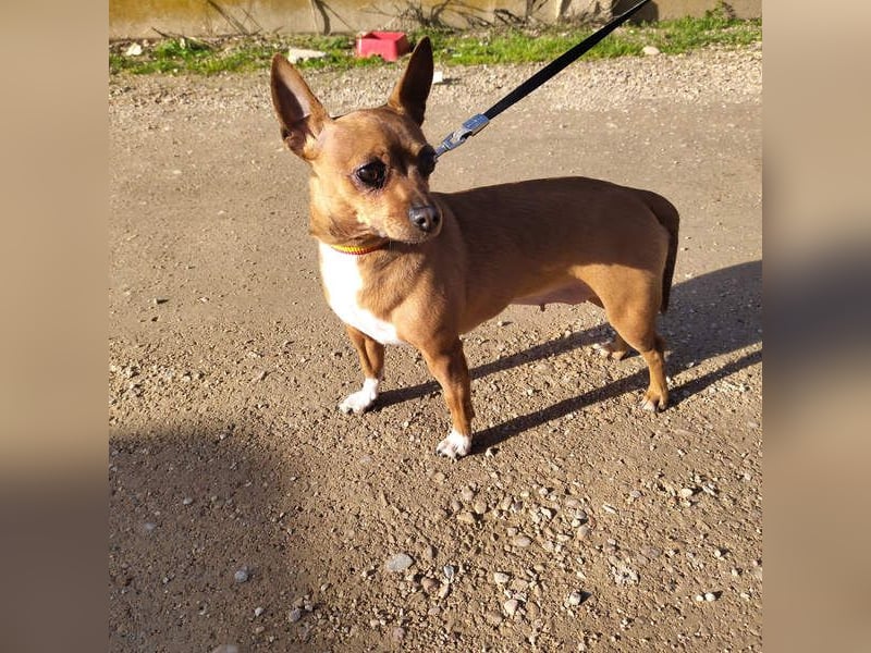 JULIE- läuft gut an der Leine, sucht ein warmherzige, liebevolles Zuhause