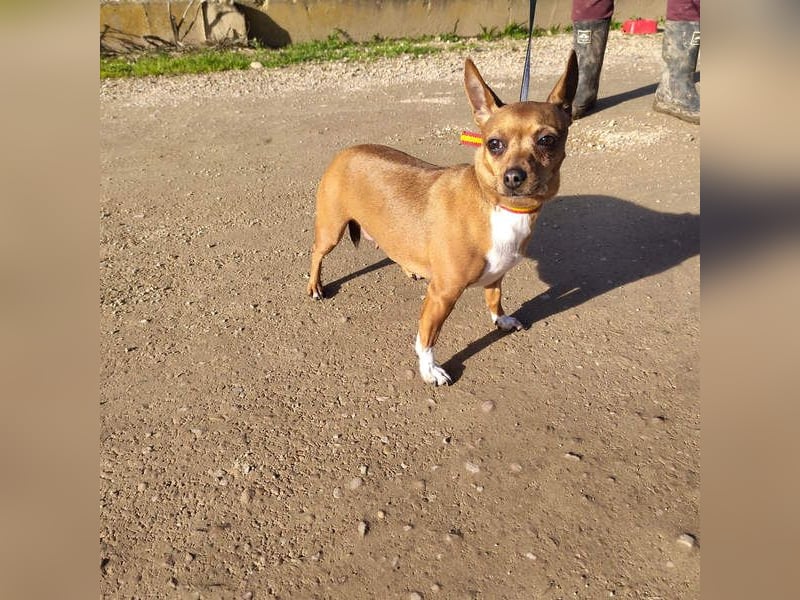 JULIE- läuft gut an der Leine, sucht ein warmherzige, liebevolles Zuhause