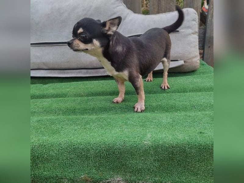 PEPA-sehr sozial, unternehmungslustig, liebt Mensch und Hund,-sucht ihr liebevolles Zuhause