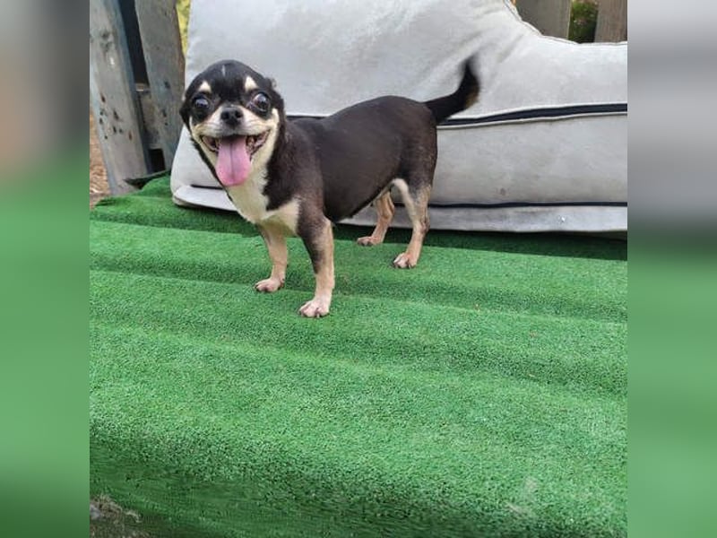 PEPA-sehr sozial, unternehmungslustig, liebt Mensch und Hund,-sucht ihr liebevolles Zuhause