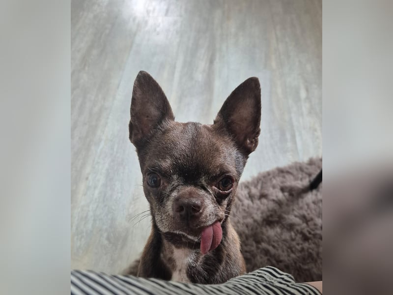 ESPARTACO sucht sehnsüchtig sein liebevolles "Für-immer-Zuhause"