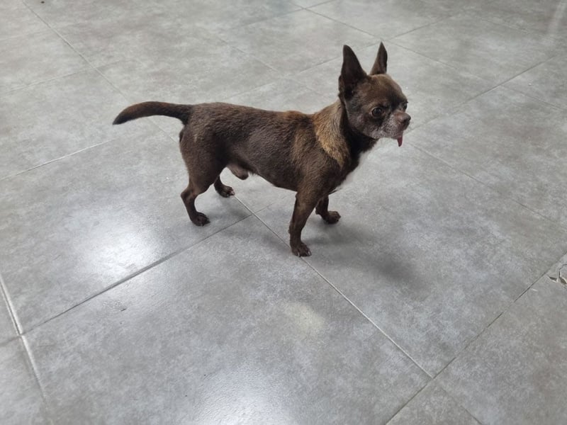 ESPARTACO sucht sehnsüchtig sein liebevolles "Für-immer-Zuhause"