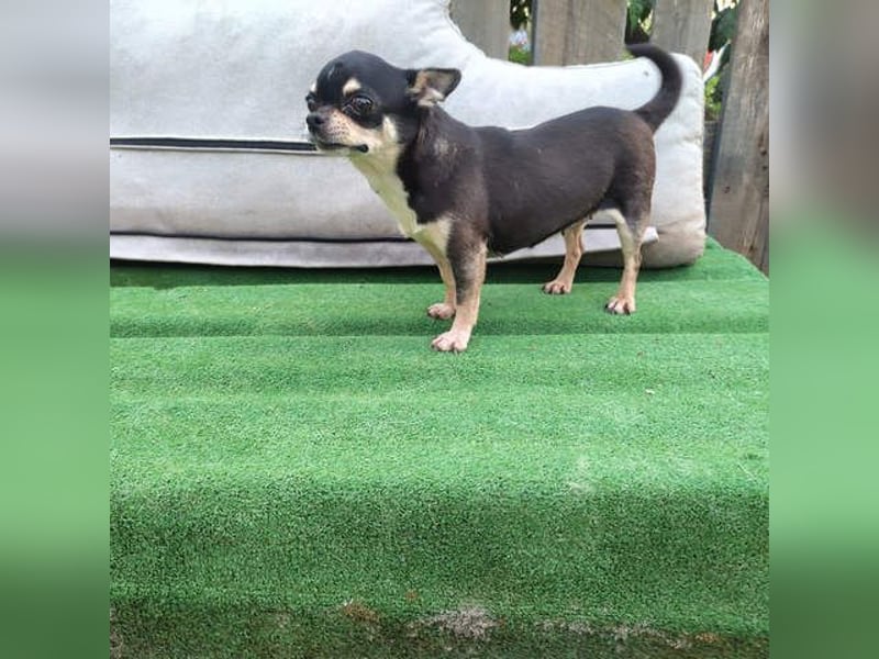 PEPA-sehr sozial, unternehmungslustig, liebt Mensch und Hund,-sucht ihr liebevolles Zuhause