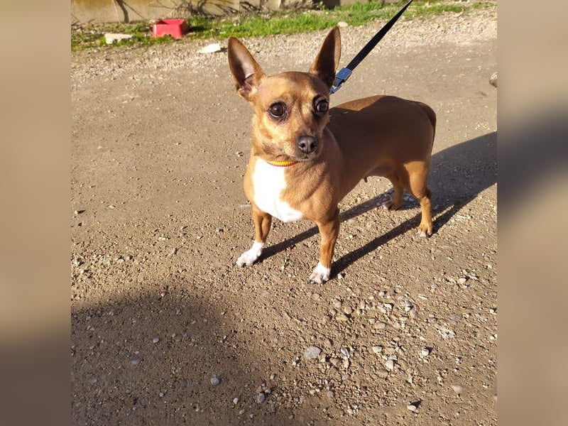 JULIE- läuft gut an der Leine, sucht ein warmherzige, liebevolles Zuhause