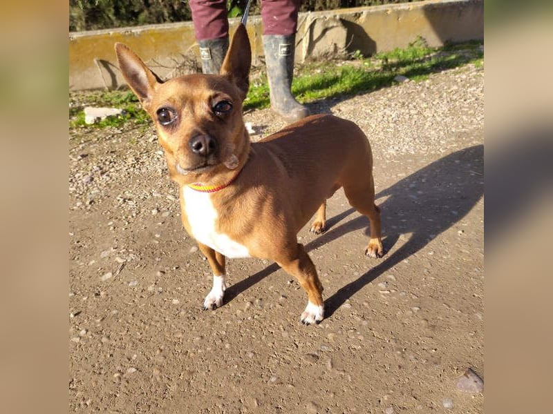 JULIE- läuft gut an der Leine, sucht ein warmherzige, liebevolles Zuhause