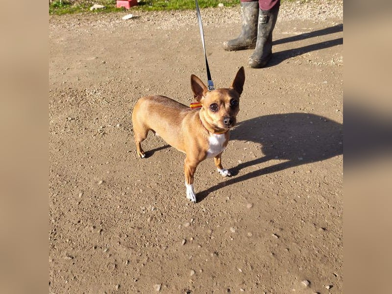 JULIE- läuft gut an der Leine, sucht ein warmherzige, liebevolles Zuhause