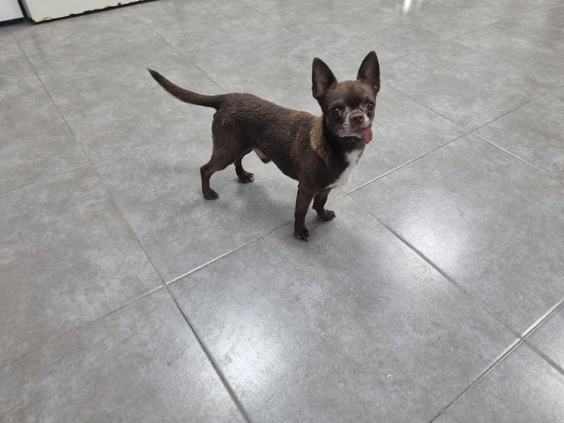 ESPARTACO sucht sehnsüchtig sein liebevolles "Für-immer-Zuhause"