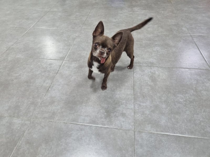 ESPARTACO sucht sehnsüchtig sein liebevolles "Für-immer-Zuhause"