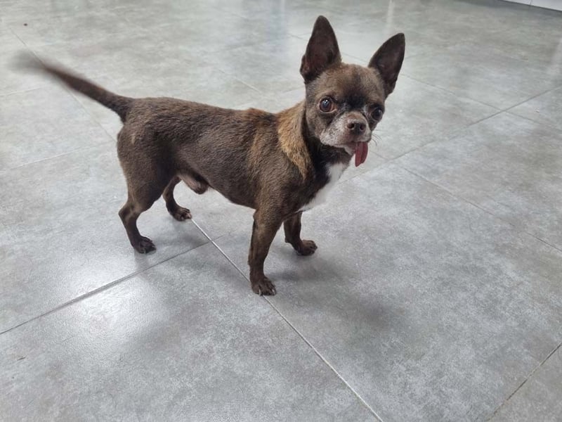 ESPARTACO sucht sehnsüchtig sein liebevolles "Für-immer-Zuhause"