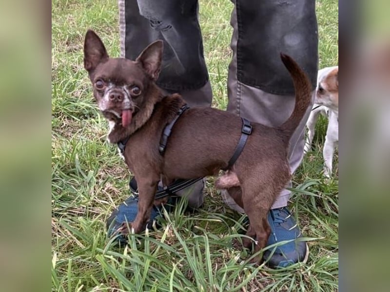 ESPARTACO sucht sehnsüchtig sein liebevolles "Für-immer-Zuhause"